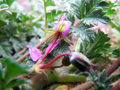 Gewöhnlicher Reiherschnabel (Erodium cicutarium) am Hauptbahnhof Mannheim