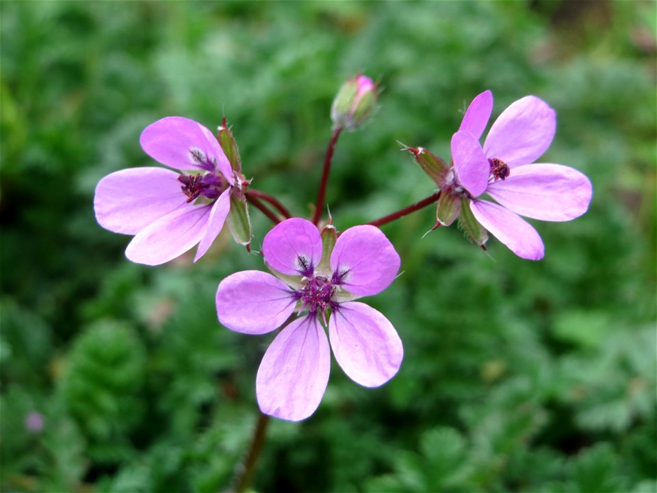 Gewöhnlicher Reiherschnabel (Erodium cicutarium) in Hockenheim