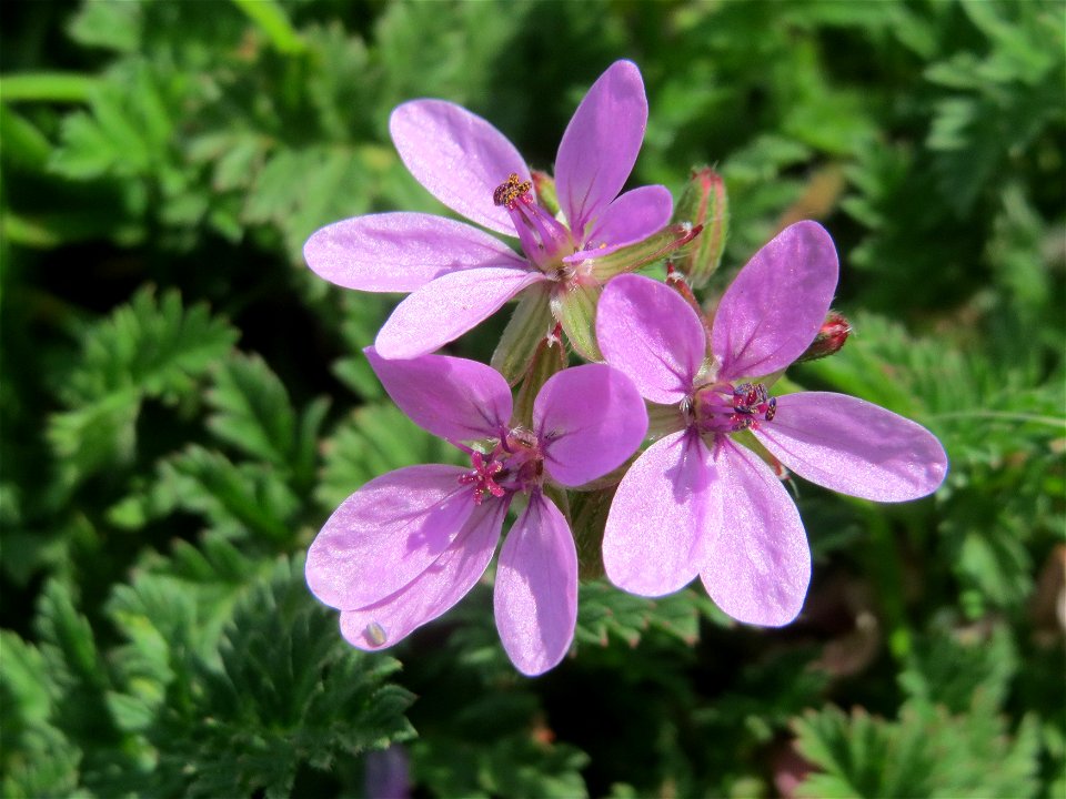 Gewöhnlicher Reiherschnabel (Erodium cicutarium) im Neuenheimer Feld in Heidelberg