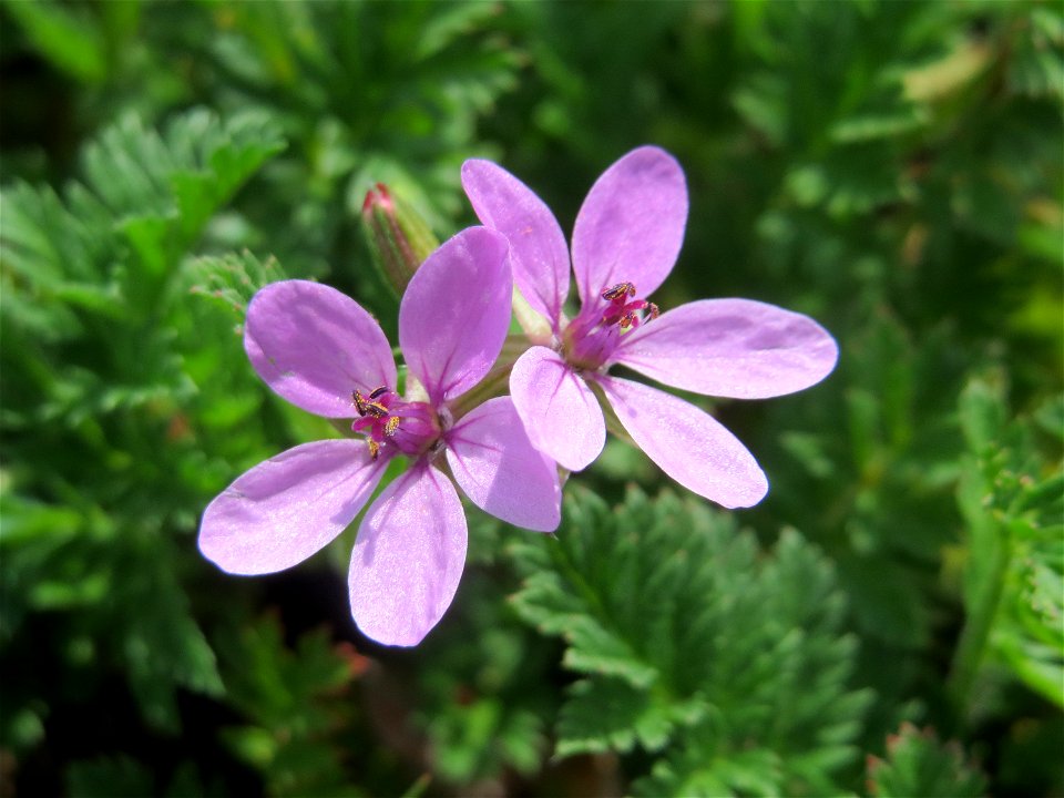 Gewöhnlicher Reiherschnabel (Erodium cicutarium) im Neuenheimer Feld in Heidelberg