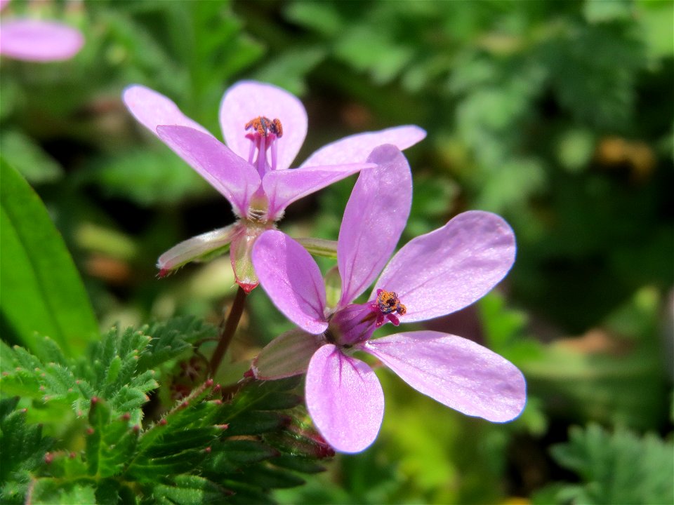 Gewöhnlicher Reiherschnabel (Erodium cicutarium) im Neuenheimer Feld in Heidelberg