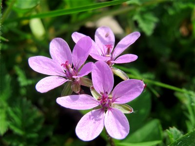 Gewöhnlicher Reiherschnabel (Erodium cicutarium) im Neuenheimer Feld in Heidelberg