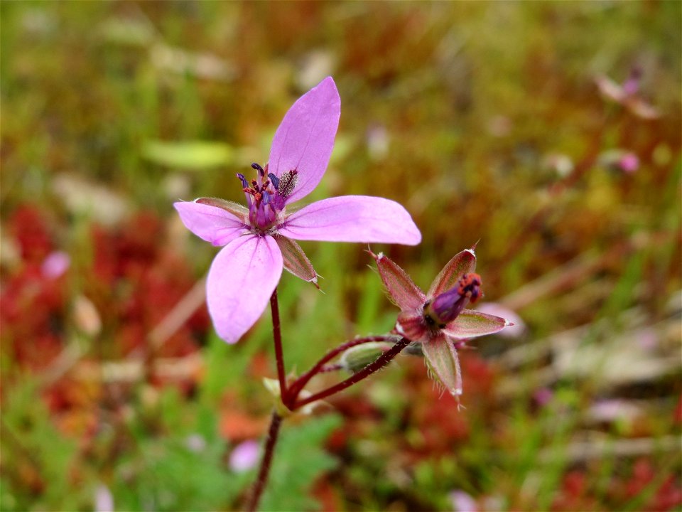 Gewöhnlicher Reiherschnabel (Erodium cicutarium) in der Kurfürstenanlage in Heidelberg