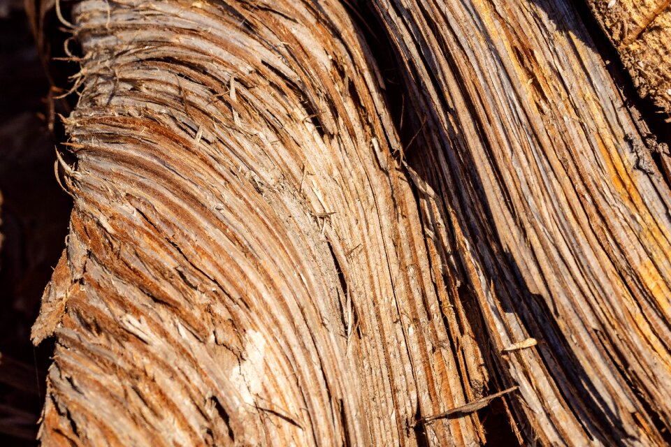 Annual rings tree wooden structure