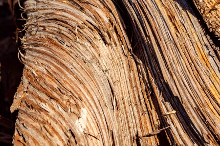 Annual rings tree wooden structure