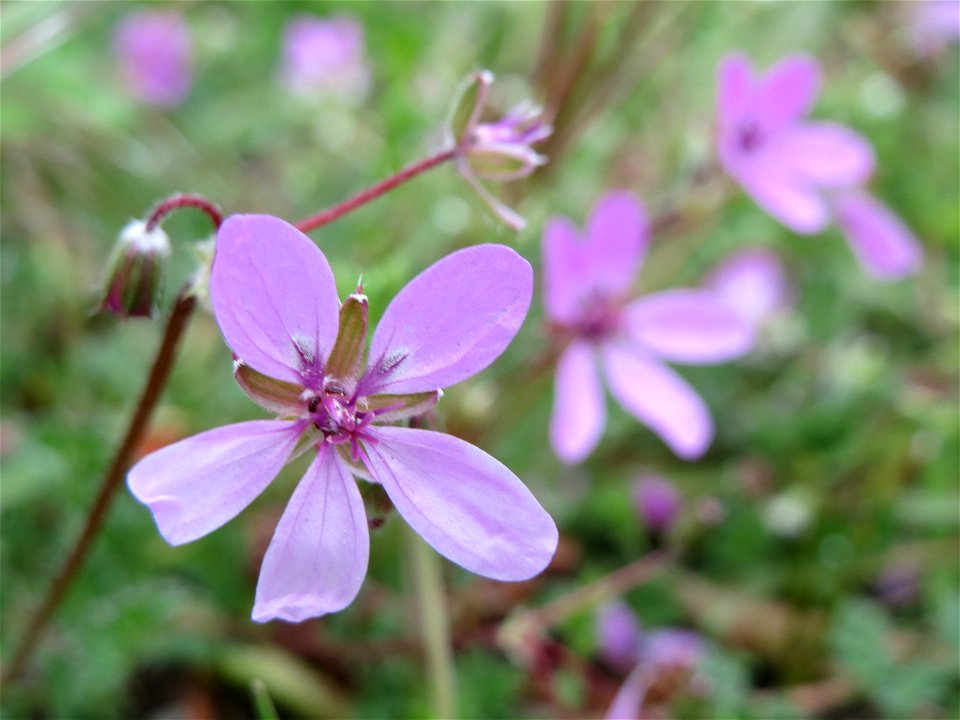 Gewöhnlicher Reiherschnabel (Erodium cicutarium) in Hockenheim