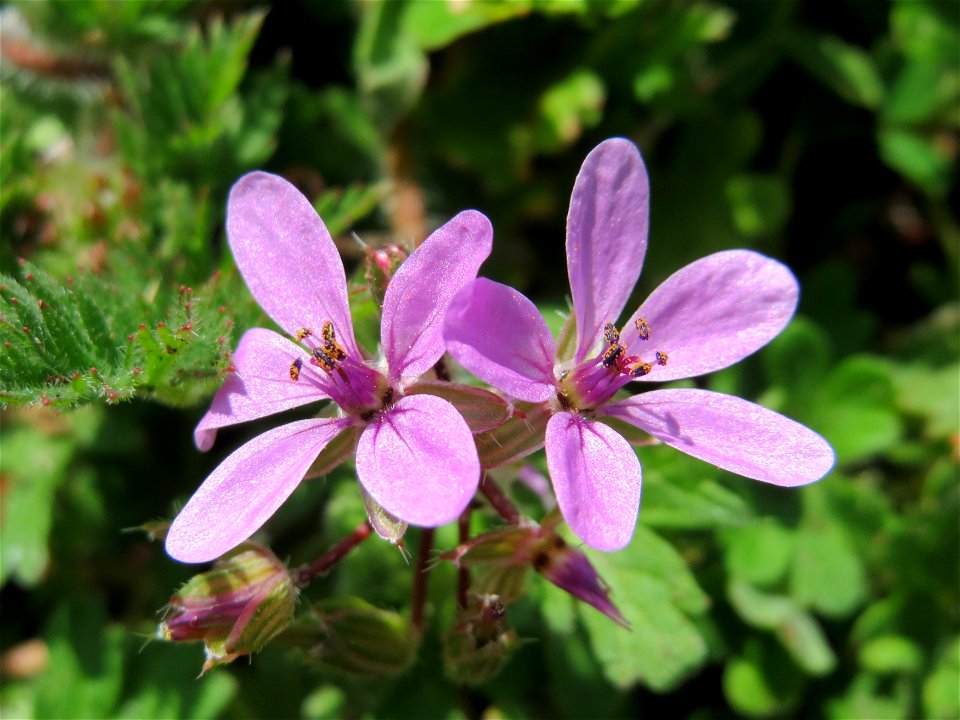 Gewöhnlicher Reiherschnabel (Erodium cicutarium) im Neuenheimer Feld in Heidelberg