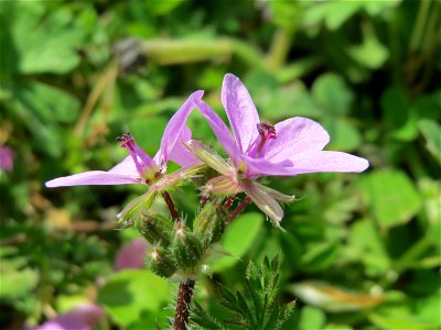 Gewöhnlicher Reiherschnabel (Erodium cicutarium) im Neuenheimer Feld in Heidelberg