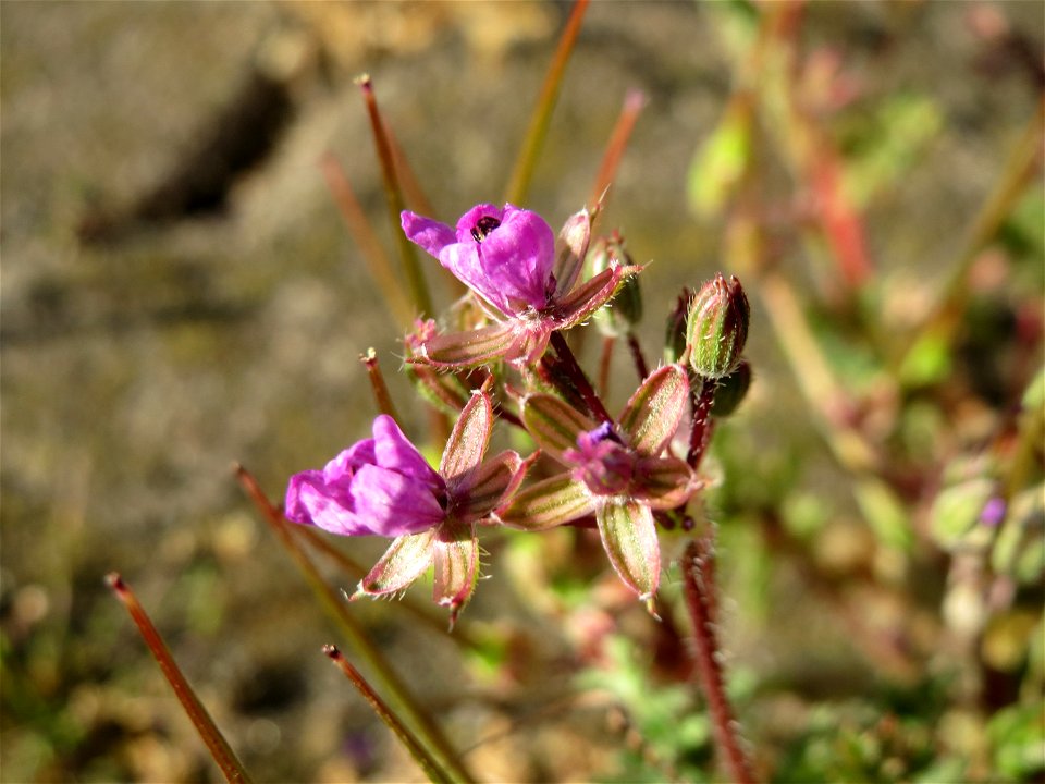 Gewöhnlicher Reiherschnabel (Erodium cicutarium) am Hauptbahnhof Mannheim