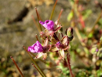Gewöhnlicher Reiherschnabel (Erodium cicutarium) am Hauptbahnhof Mannheim