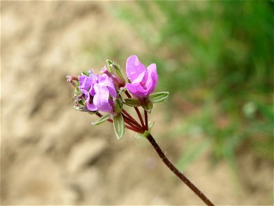 Gewöhnlicher Reiherschnabel (Erodium cicutarium) auf der Friedenshöhe im Naturschutzgebiet „Oftersheimer Dünen“