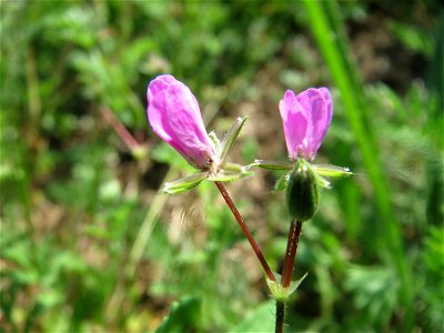 Gewöhnlicher Reiherschnabel (Erodium cicutarium) in Hockenheim