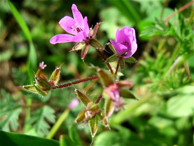 Gewöhnlicher Reiherschnabel (Erodium cicutarium) in Hockenheim