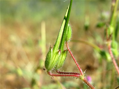 Gewöhnlicher Reiherschnabel (Erodium cicutarium) in Hockenheim