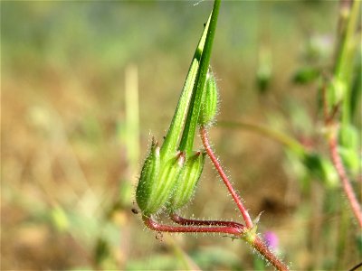 Gewöhnlicher Reiherschnabel (Erodium cicutarium) in Hockenheim photo