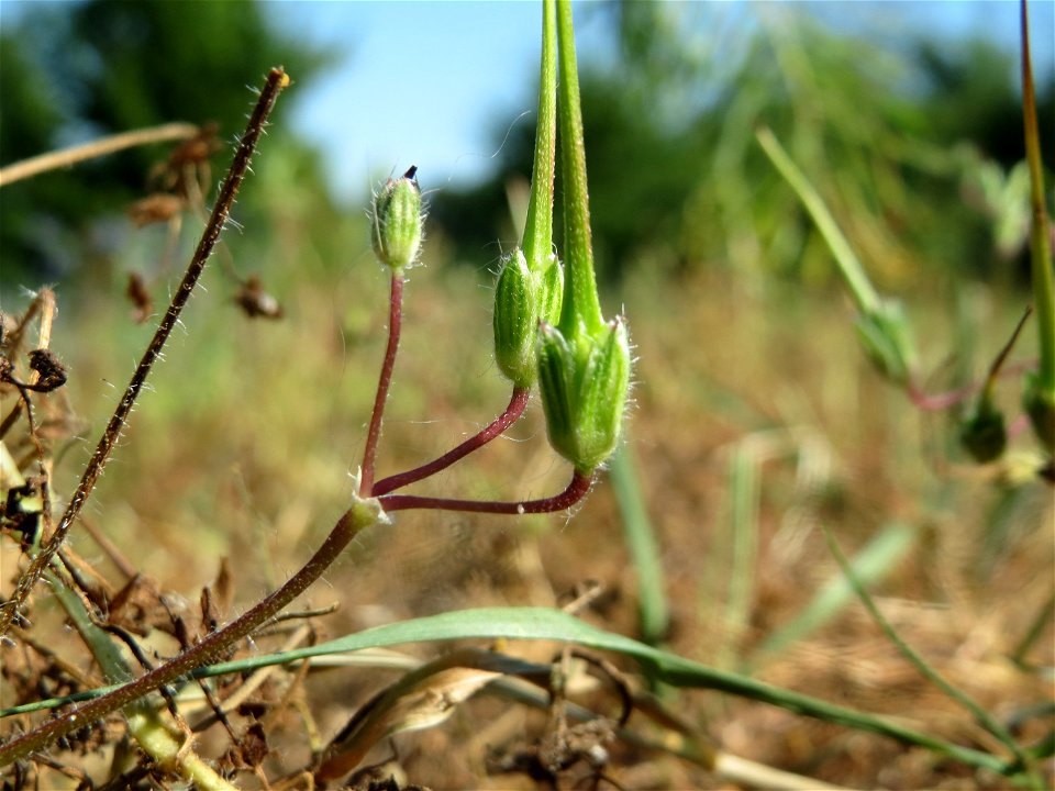 Gewöhnlicher Reiherschnabel (Erodium cicutarium) in Hockenheim