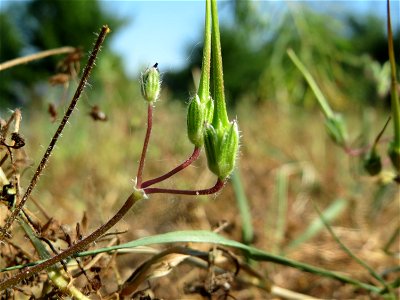 Gewöhnlicher Reiherschnabel (Erodium cicutarium) in Hockenheim