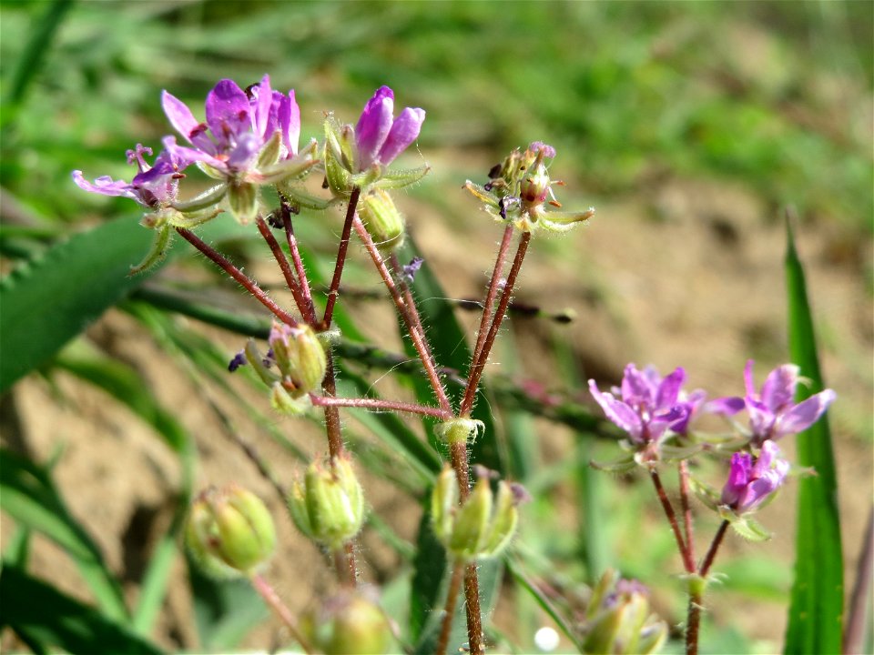Gewöhnlicher Reiherschnabel (Erodium cicutarium) auf einer Ruderalfläche in Hockenheim-Talhaus