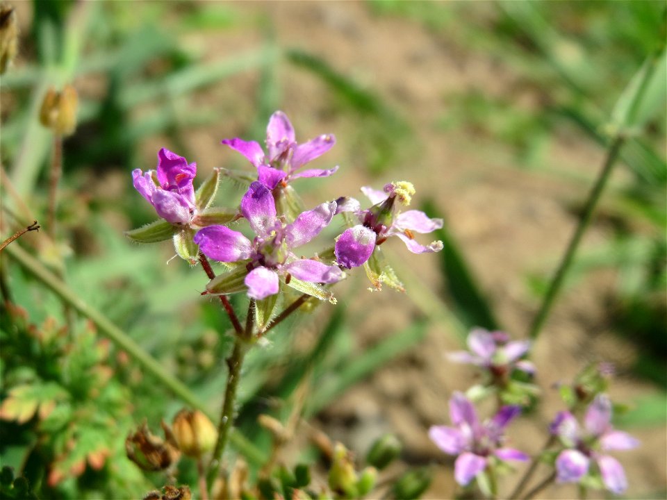 Gewöhnlicher Reiherschnabel (Erodium cicutarium) auf einer Ruderalfläche in Hockenheim-Talhaus