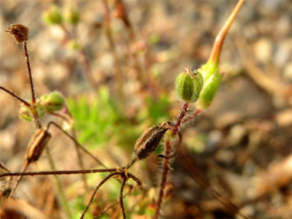 Gewöhnlicher Reiherschnabel (Erodium cicutarium) auf einer Ruderalfläche am Messplatz Hockenheim