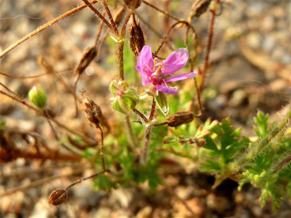 Gewöhnlicher Reiherschnabel (Erodium cicutarium) auf einer Ruderalfläche am Messplatz Hockenheim