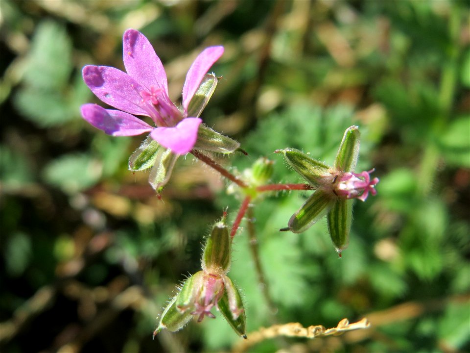 Gewöhnlicher Reiherschnabel (Erodium cicutarium) an einer Ruderalstelle in der Berlinallee in Hockenheim
