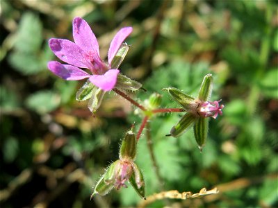 Gewöhnlicher Reiherschnabel (Erodium cicutarium) an einer Ruderalstelle in der Berlinallee in Hockenheim