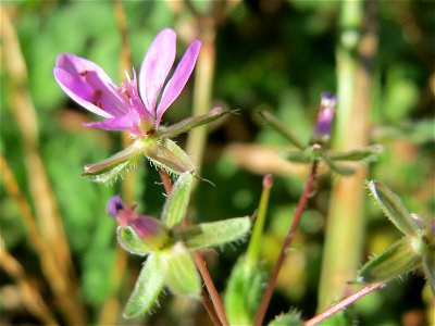 Gewöhnlicher Reiherschnabel (Erodium cicutarium) an einer Ruderalstelle in der Berlinallee in Hockenheim