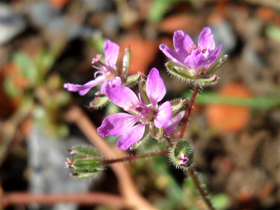 Gewöhnlicher Reiherschnabel (Erodium cicutarium) an einer Ruderalstelle in der Berlinallee in Hockenheim