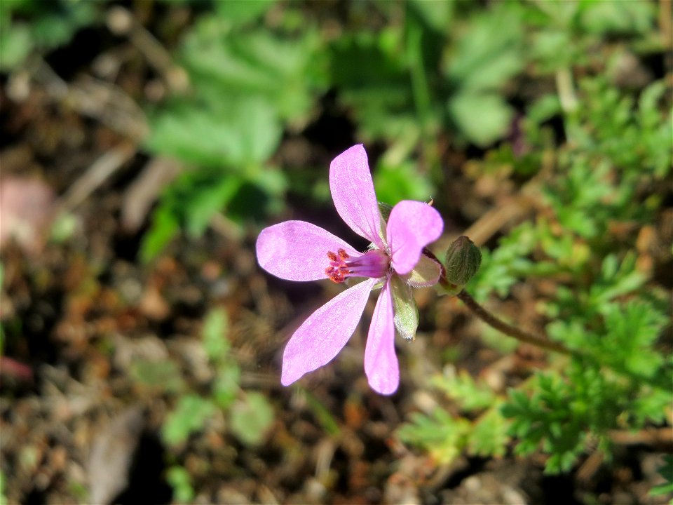 Gewöhnlicher Reiherschnabel (Erodium cicutarium) bei Neulußheim (Gemarkung Altlußheim)