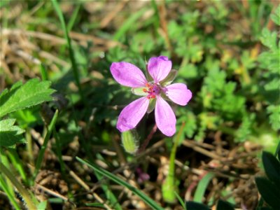 Gewöhnlicher Reiherschnabel (Erodium cicutarium) bei Neulußheim (Gemarkung Altlußheim)