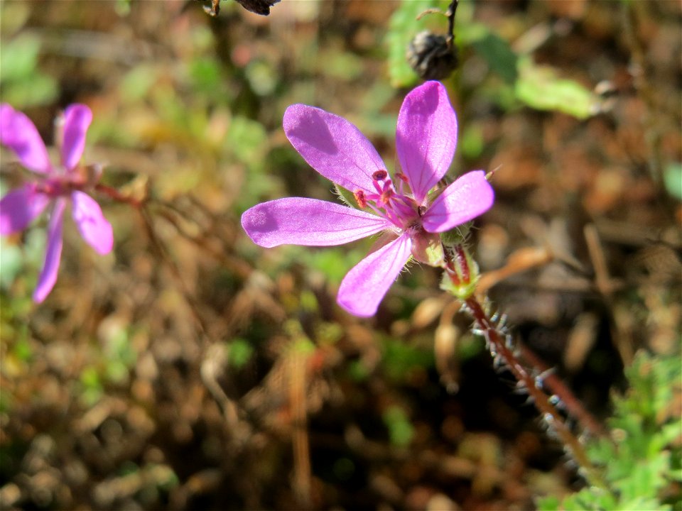 Gewöhnlicher Reiherschnabel (Erodium cicutarium) bei Neulußheim (Gemarkung Altlußheim)