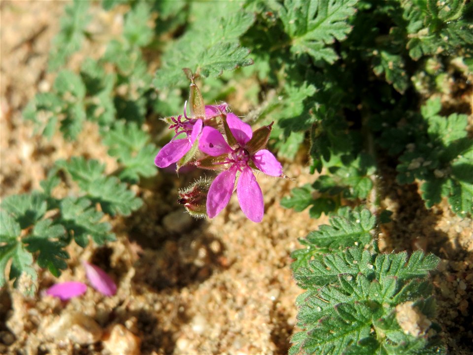 Gewöhnlicher Reiherschnabel (Erodium cicutarium) im Naturschutzgebiet Gewann Frankreich-Wiesental