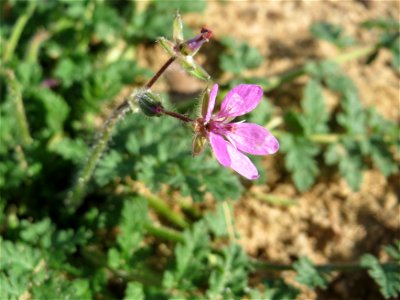 Gewöhnlicher Reiherschnabel (Erodium cicutarium) im Naturschutzgebiet Gewann Frankreich-Wiesental