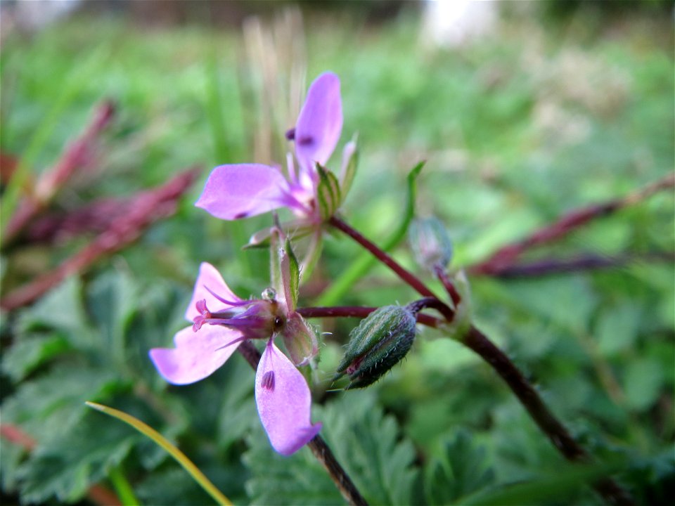 Gewöhnlicher Reiherschnabel (Erodium cicutarium) in Hockenheim