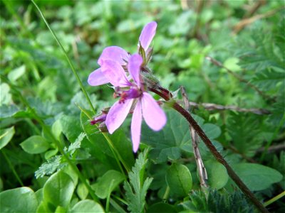 Gewöhnlicher Reiherschnabel (Erodium cicutarium) in Hockenheim