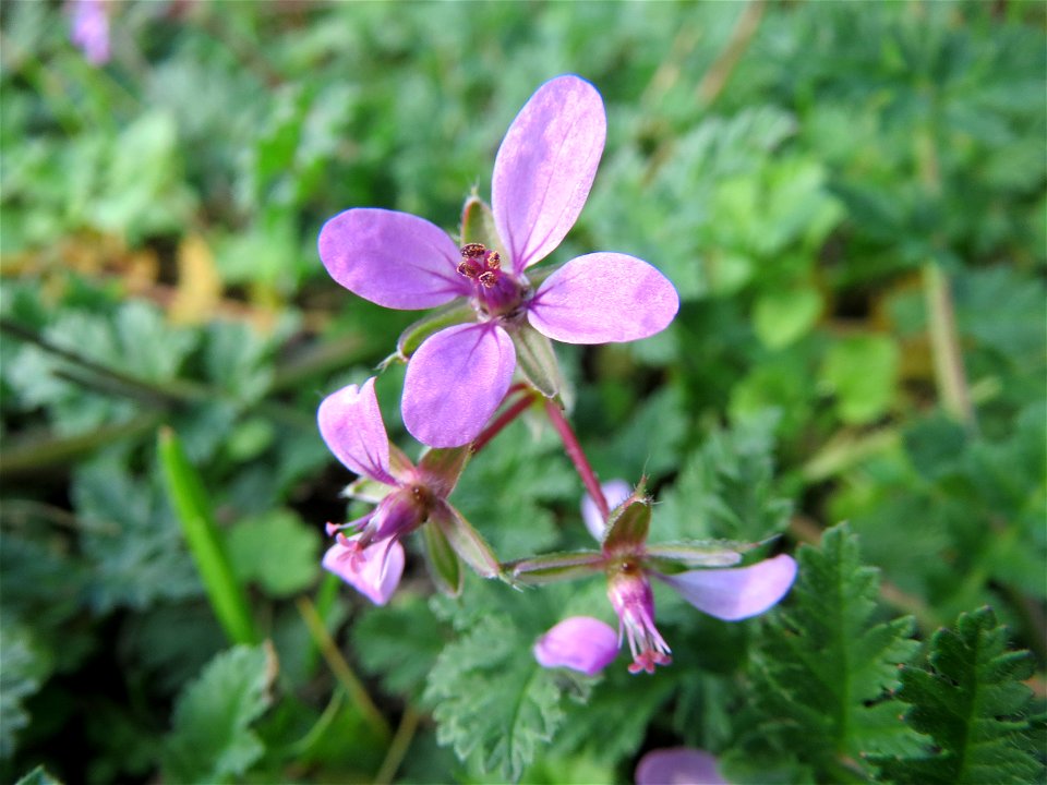 Gewöhnlicher Reiherschnabel (Erodium cicutarium) in Hockenheim photo