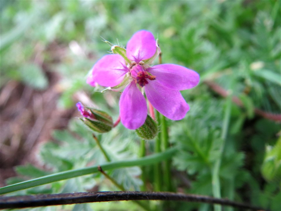 Gewöhnlicher Reiherschnabel (Erodium cicutarium) in Hockenheim