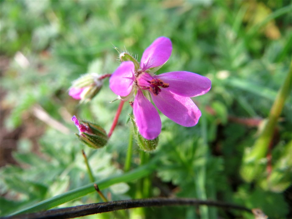Gewöhnlicher Reiherschnabel (Erodium cicutarium) in Hockenheim