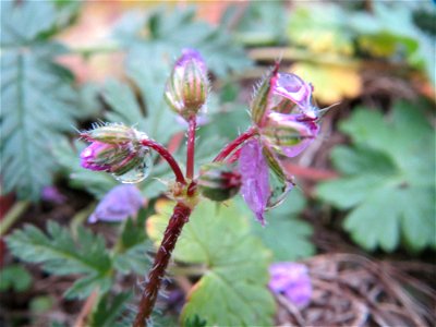 Gewöhnlicher Reiherschnabel (Erodium cicutarium) in Hockenheim