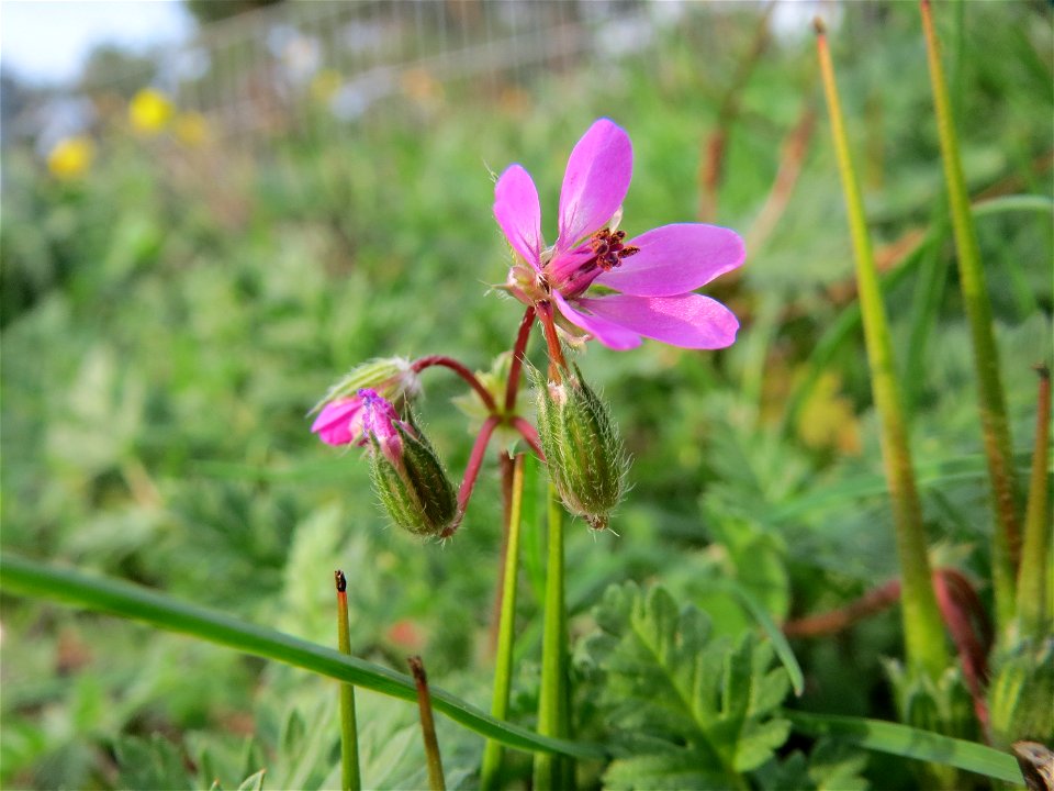 Gewöhnlicher Reiherschnabel (Erodium cicutarium) in Hockenheim