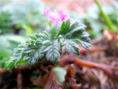 Gewöhnlicher Reiherschnabel (Erodium cicutarium) in Hockenheim