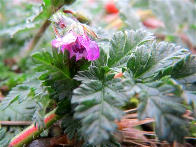 Gewöhnlicher Reiherschnabel (Erodium cicutarium) in Hockenheim