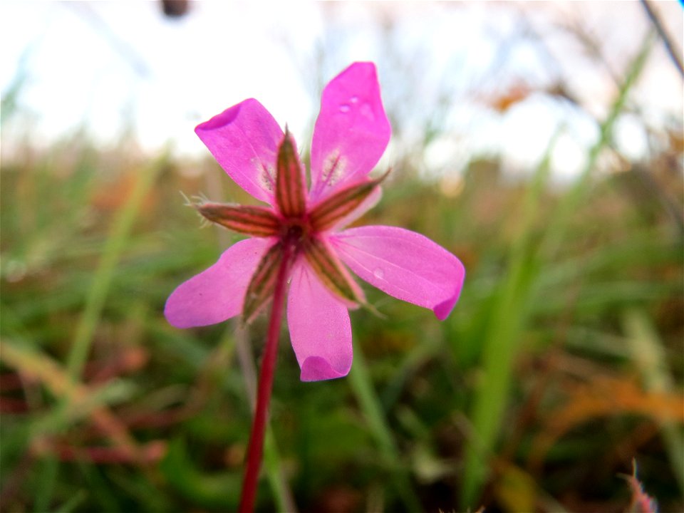 Gewöhnlicher Reiherschnabel (Erodium cicutarium) in Hockenheim