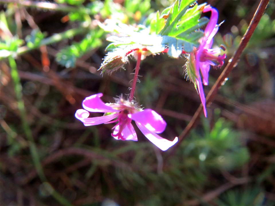 Gewöhnlicher Reiherschnabel (Erodium cicutarium) im Naturschutzgebiet Zugmantel-Bandholz