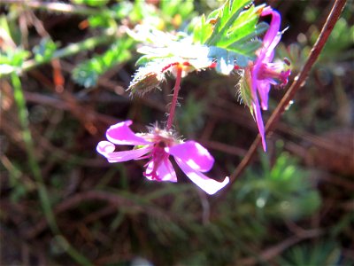 Gewöhnlicher Reiherschnabel (Erodium cicutarium) im Naturschutzgebiet Zugmantel-Bandholz