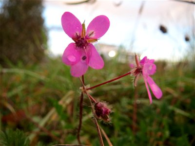 Gewöhnlicher Reiherschnabel (Erodium cicutarium) in Hockenheim