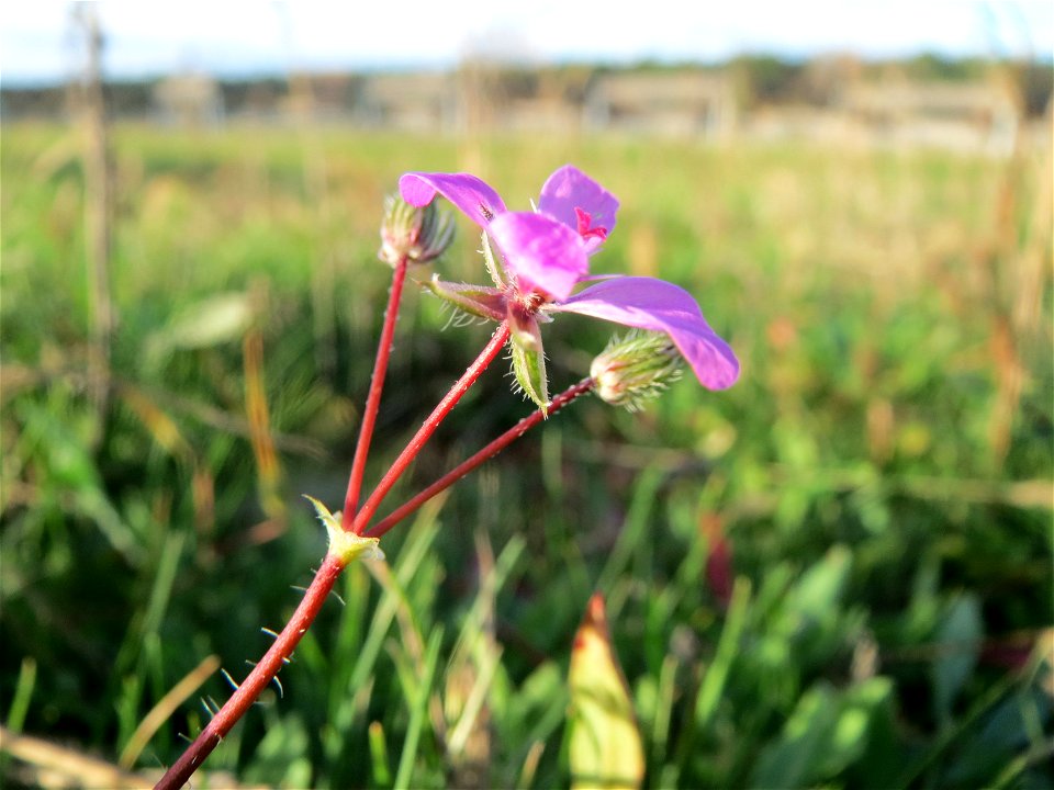 Gewöhnlicher Reiherschnabel (Erodium cicutarium) in Hockenheim