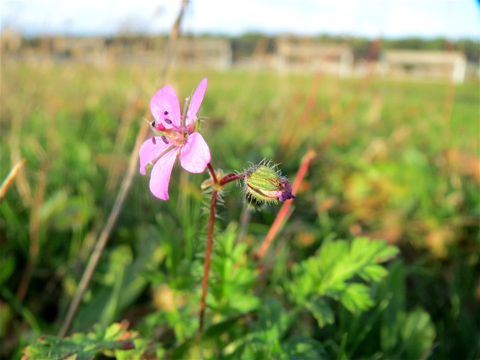 Gewöhnlicher Reiherschnabel (Erodium cicutarium) in Hockenheim