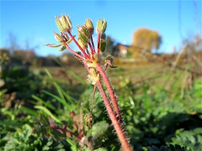 Gewöhnlicher Reiherschnabel (Erodium cicutarium) bei Neulußheim (Gemarkung Altlußheim)